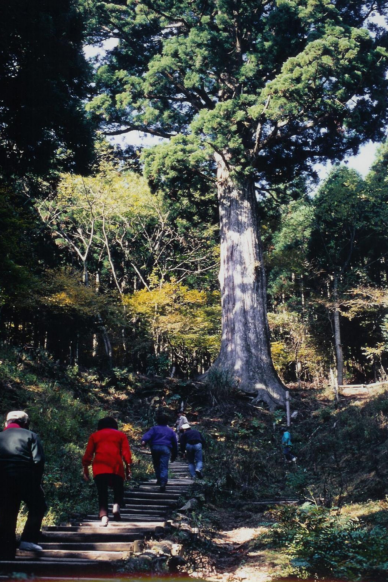 太郎杉